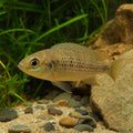 Haplochromis nyerei 3-4 cm | Nyerere's Cichlid — AI natural aquarium view
