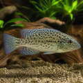 Haplochromis nyererei — Lake Tanganyika Cichlids for sale UK — AI natural aquarium view