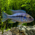 Haplochromis nyererei (Pundamilia nyererei) — AI natural aquarium view