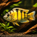 Haplochromis obliquidens zebra 4 - — tropical fish for sale UK — AI hero driftwood view