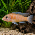 Haplochromis salmon — tropical fish for sale UK — AI natural aquarium view