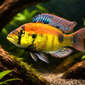 Haplochromis sp. yellow belly 3 - — tropical fish for sale UK — AI hero driftwood view