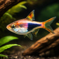  — tropical fish for sale UK — AI hero driftwood view