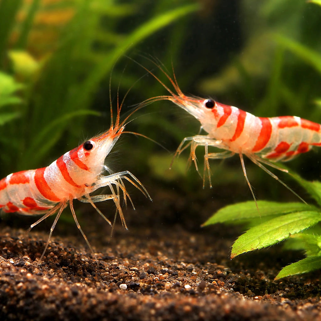 Harlequin Shrimp — Shrimp for sale UK — AI pair planted view