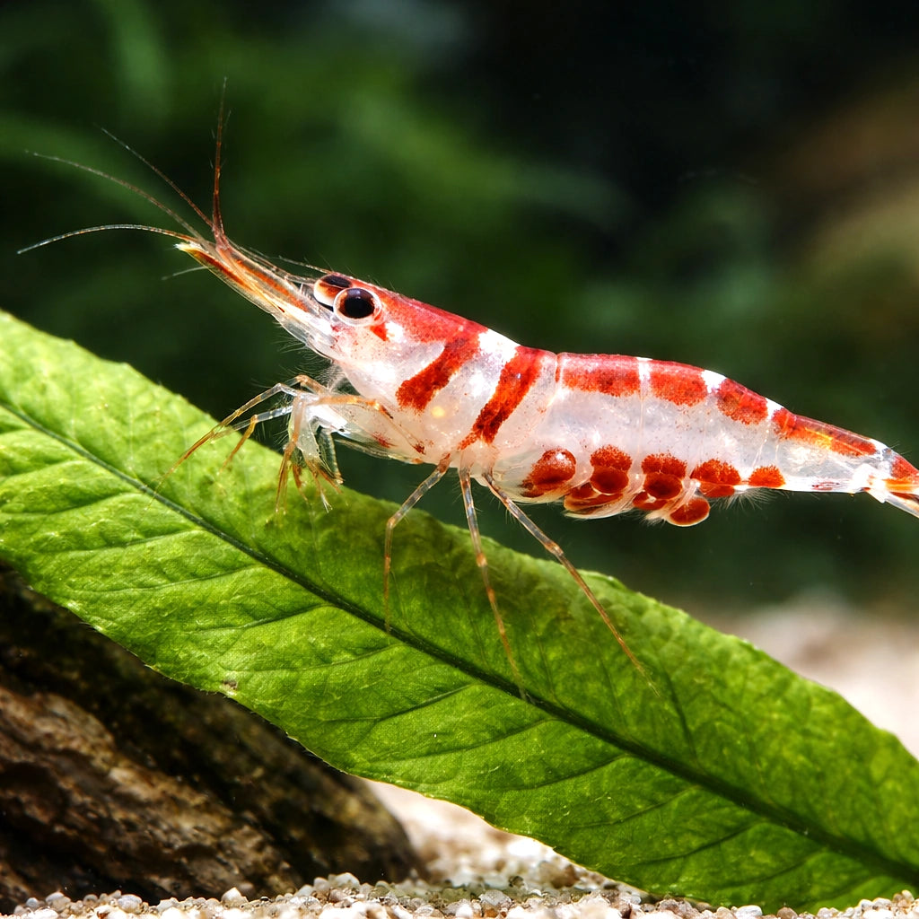 Harlequin Shrimp — Shrimp for sale UK — AI scale plant view
