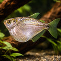 Hatchefish — tropical fish for sale UK — AI hero driftwood view