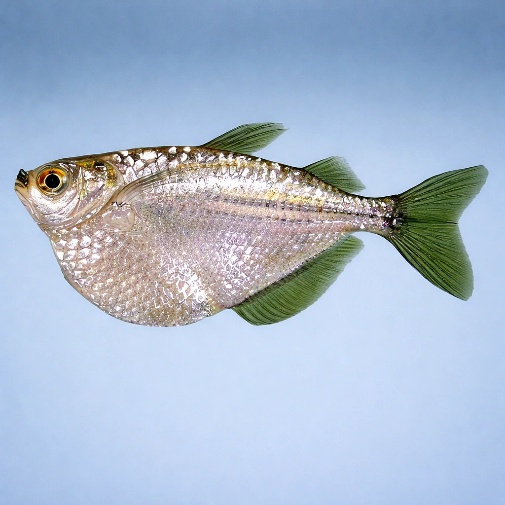 Hatchefish — tropical fish for sale UK — AI side clean view