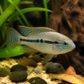 Hemichromis Exsul - Turkana Jewel Cichlid - African Dwarf Cichlid, Beautiful Monogamous Fish Perfect for Community Tanks, Enhance Your Aquarium Setup with Grace — for sale UK — AI natural aquarium view