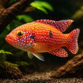 Hemichromis guttatus 3,5 - — tropical fish for sale UK — AI hero driftwood view