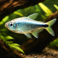 Hemigrammus armstrongi 1, — tropical fish for sale UK — AI hero driftwood view