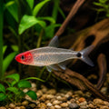 Hemmigrammus rhodostomus brilliant head — tropical fish for sale UK — AI natural aquarium view