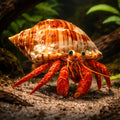 Hermit Crab — tropical fish for sale UK — AI hero driftwood view