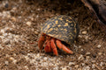 Hermit Crab (Coenobita sp.) 2.5-3 cm natural terrarium image