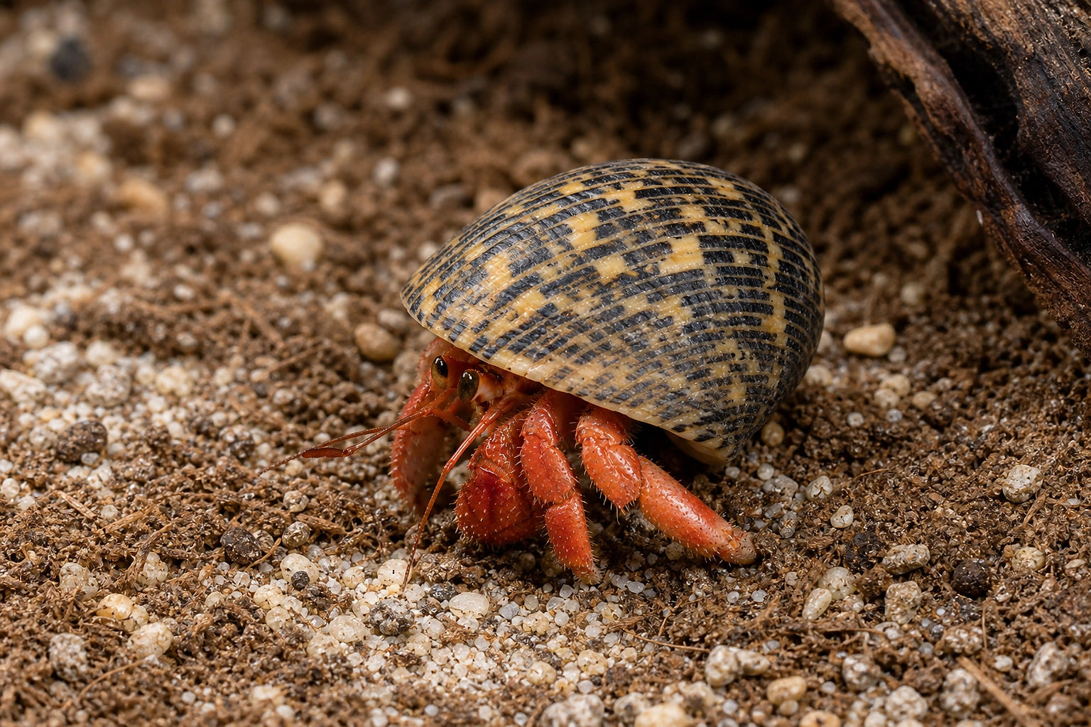 Hermit Crab (Coenobita sp.) 2.5-3 cm natural terrarium image