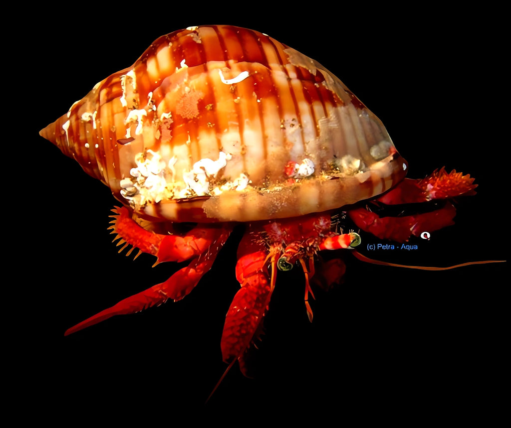 Hermit Crab — tropical fish for sale UK