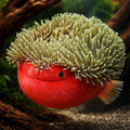 Heteractis Magnifica Anemone for UK Aquariums — tropical fish for sale UK — AI hero driftwood view