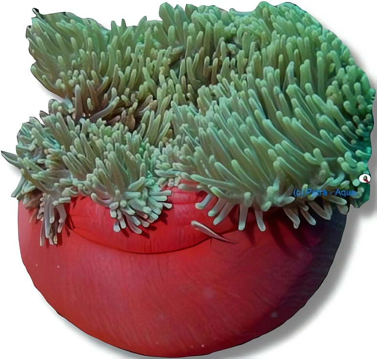 Heteractis Magnifica Anemone for UK Aquariums — tropical fish for sale UK