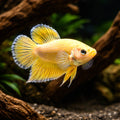 Heteractis malu Yellow Anemone M | 20 cm — AI hero driftwood view