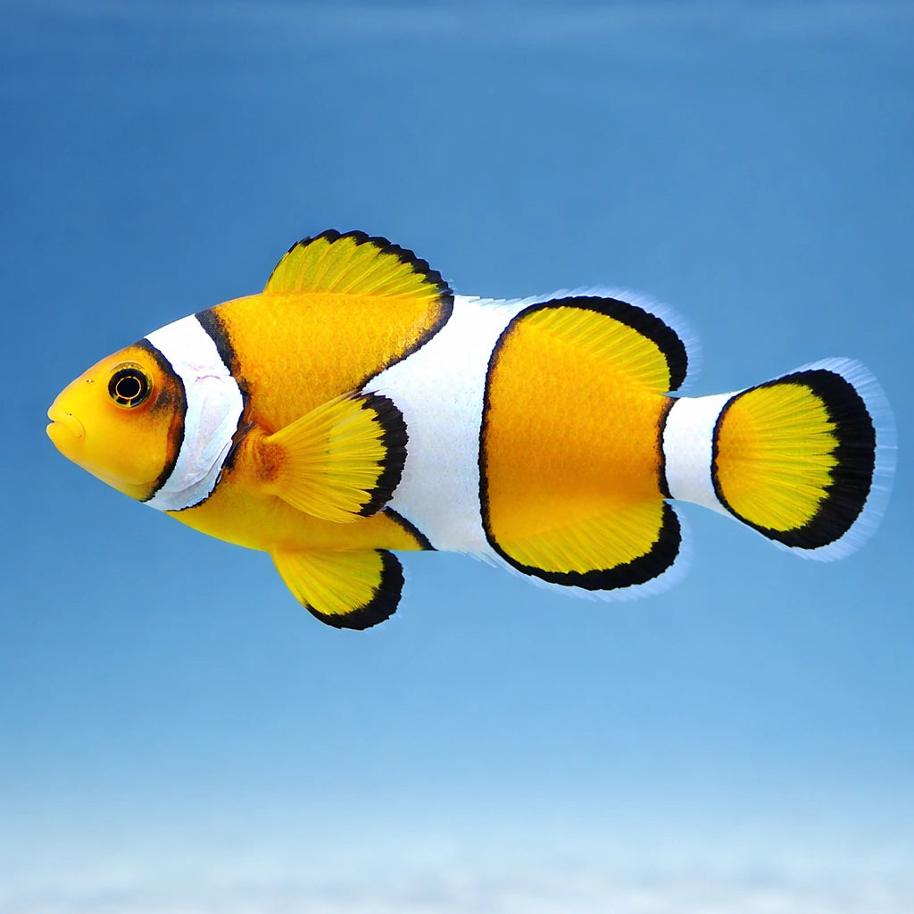 Heteractis malu Yellow Anemone M | 20 cm — AI side clean view