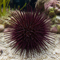 Heterocentrotus mamillatus M — tropical fish for sale UK — AI natural aquarium view