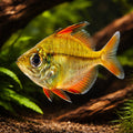 Highfin glassy perchlet — tropical fish for sale UK — AI hero driftwood view