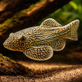  — tropical fish for sale UK — AI hero driftwood view