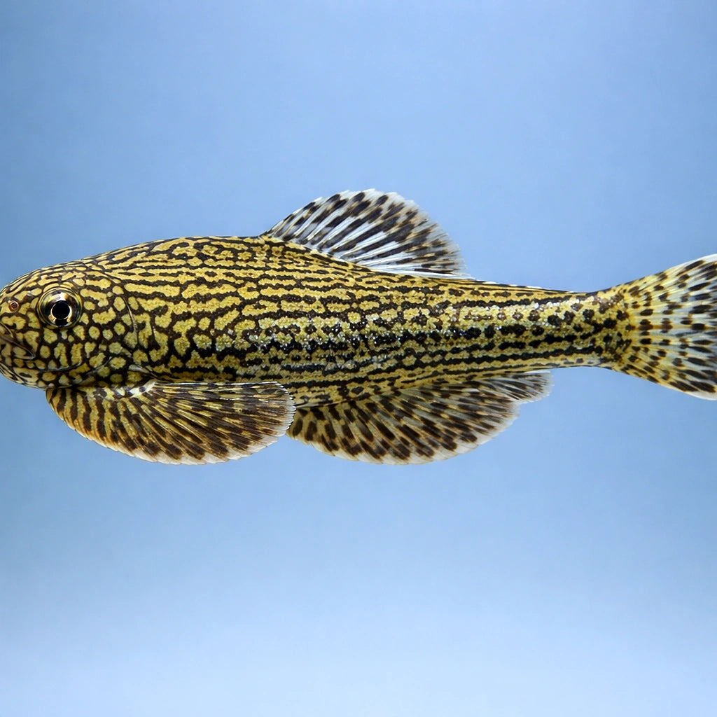  — tropical fish for sale UK — AI side clean view