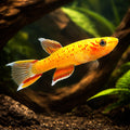Aphyosemion Australe «Gold» - Gold Lyretail Killi - Male &amp; Female - Killifish, Stunning Golden Killifish, Ideal Companions for Peaceful Aquariums, Easy Care and Thriving Species — for sale UK — AI hero driftwood view