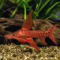 Red Hillstream Loach — Loach &amp; Algae Eater for sale UK — AI natural aquarium view