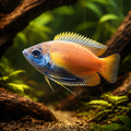 Honey Gourami — Labyrinth Fish &amp; Gouramis for sale UK — AI hero driftwood view