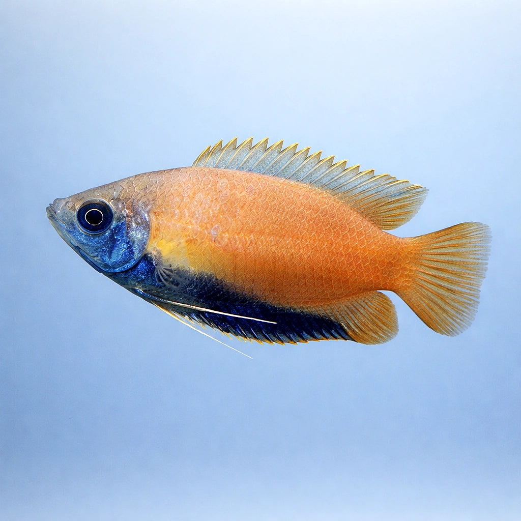 Honey Gourami — Labyrinth Fish &amp; Gouramis for sale UK — AI side clean view