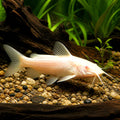 Hoplosternum thoracatum albino — tropical fish for sale UK — AI natural aquarium view