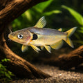 Horabagrus nigrocoral 5 - — tropical fish for sale UK — AI hero driftwood view