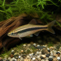 Horadandia — tropical fish for sale UK — AI natural aquarium view