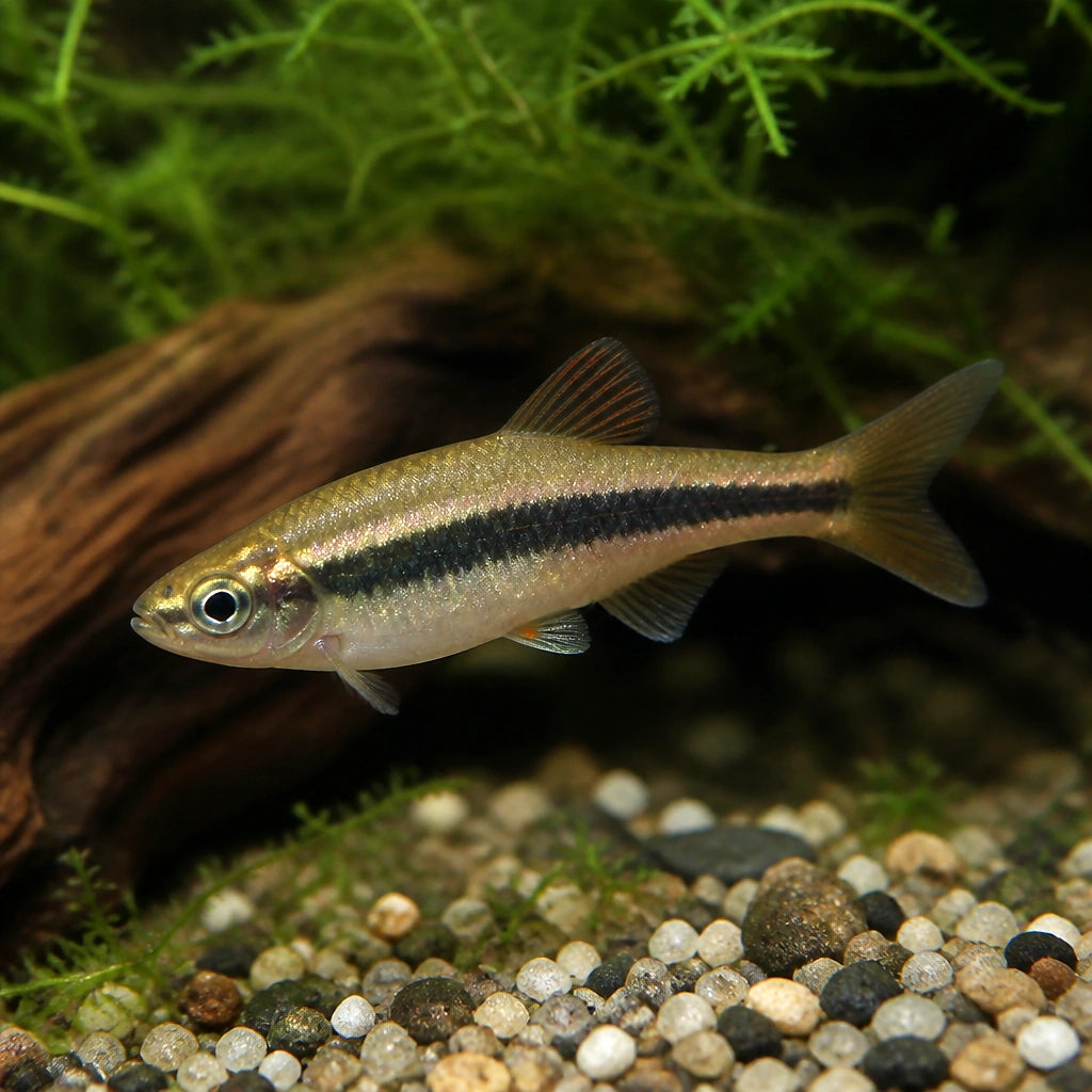 Horadandia — tropical fish for sale UK — AI natural aquarium view