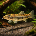 Horseface loach — tropical fish for sale UK — AI hero driftwood view
