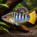 Humpbacked Limia+D2091 — tropical fish for sale UK — AI hero driftwood view