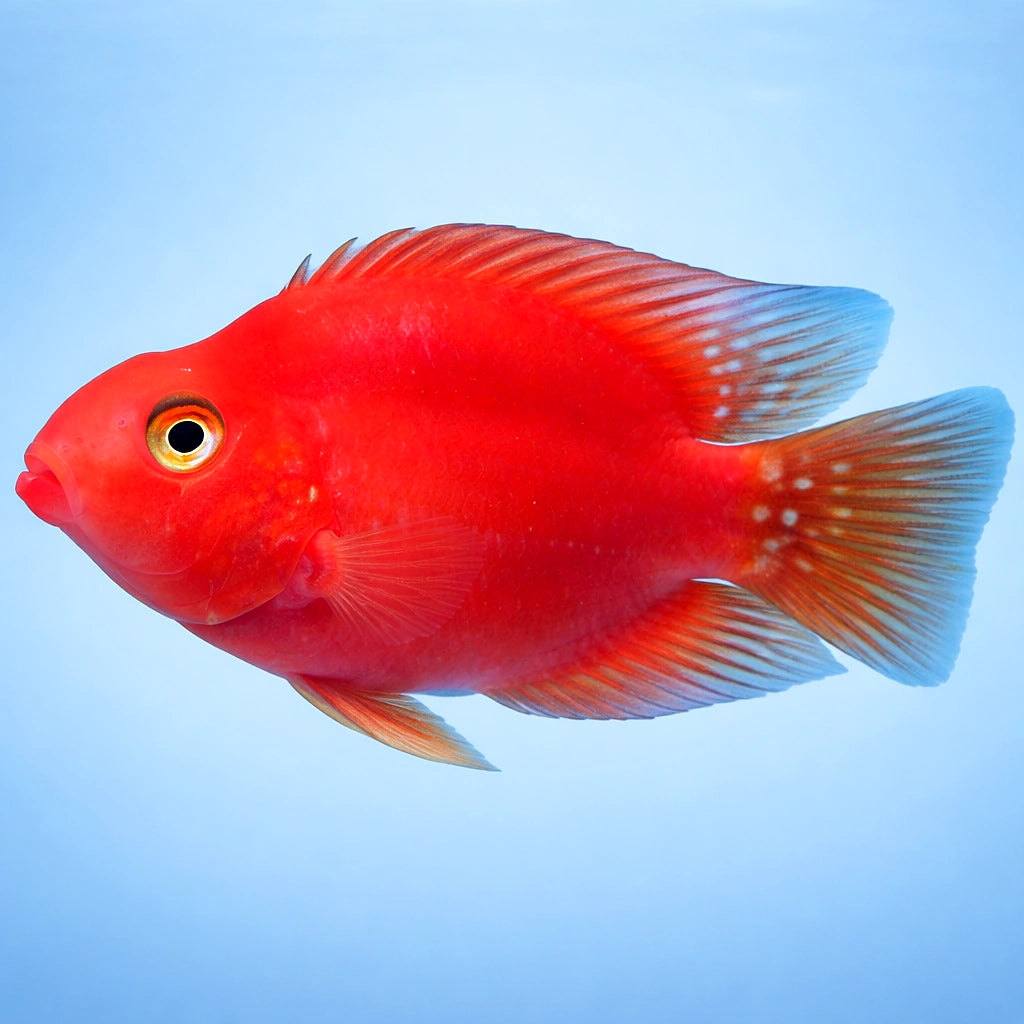 Hybrid blood parrot 4 - — tropical fish for sale UK — AI side clean view