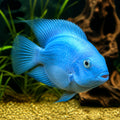 Hybrid blue parrot — tropical fish for sale UK — AI natural aquarium view