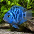 Hybrid Blue Tiger Parrot Cichlid 3-4 cm | Hybrid Parrot — AI natural aquarium view