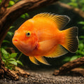 Hybrid orange parrot 6 - — tropical fish for sale UK — AI hero driftwood view