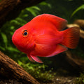 Hybrid Parrot 3 - — tropical fish for sale UK — AI hero driftwood view