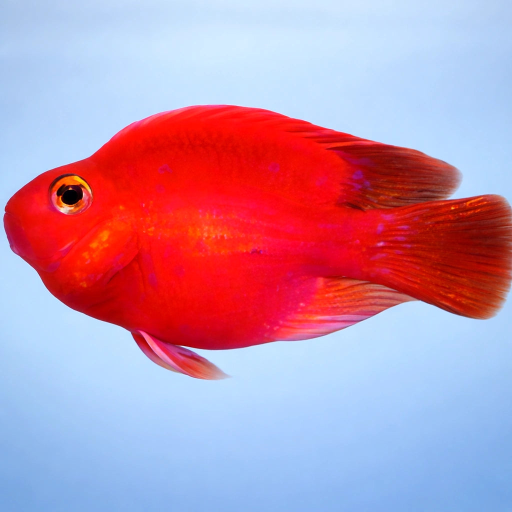 Hybrid Parrot 3 - — tropical fish for sale UK — AI side clean view