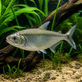 Vampire Tetra — South American Tetra for sale UK — AI natural aquarium view