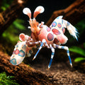 Hymenocera elegans Harlequin Shrimp M — tropical fish for sale UK — AI hero driftwood view