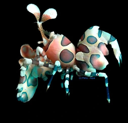 Harlequin Shrimp Hymenocera elegans M size marine invertebrate with striking patterned body