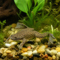 Hymenochirus curtipes — tropical fish for sale UK — AI natural aquarium view