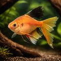 Hyphessobrycon Callistus Long Fin Tetra Fish for UK — tropical fish for sale UK — AI hero driftwood view