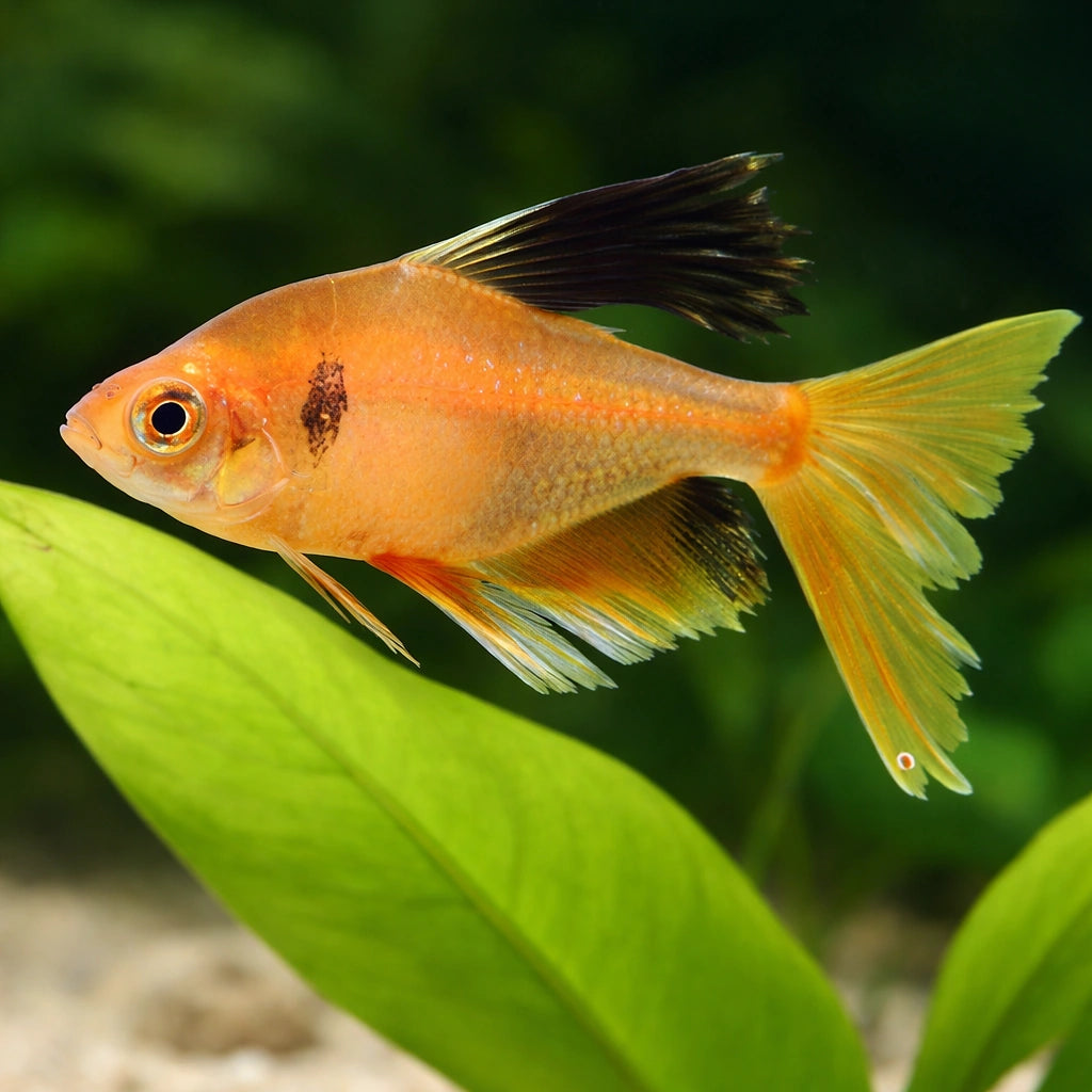 Hyphessobrycon Callistus Long Fin Tetra Fish for UK — tropical fish for sale UK — AI scale plant view