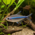 Hyphessobrycon cyanotaenia — tropical fish for sale UK — AI natural aquarium view